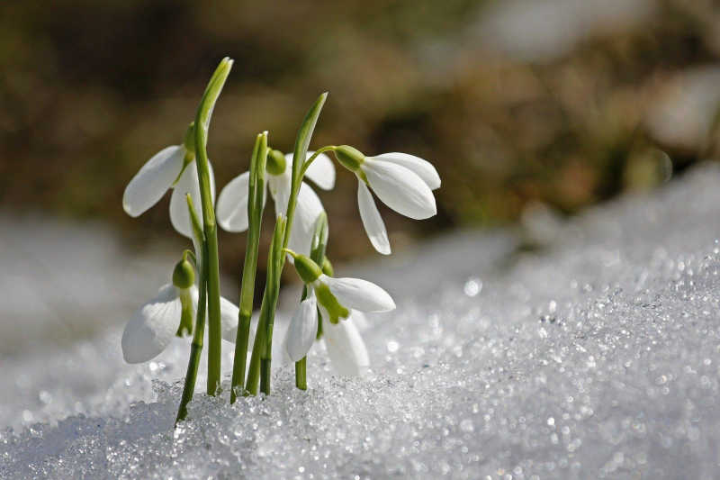 Przebiśniegi