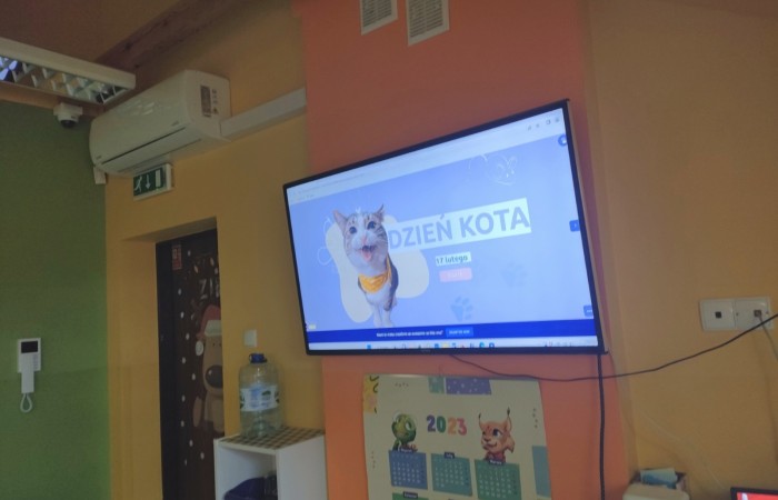 Dzień Kota - grupa Tygrysy