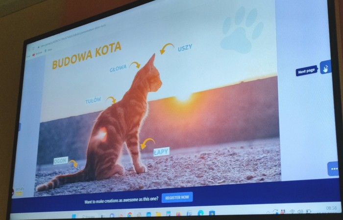 Dzień Kota - grupa Tygrysy