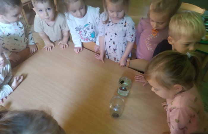 Dzień Drzewa - Słoneczka