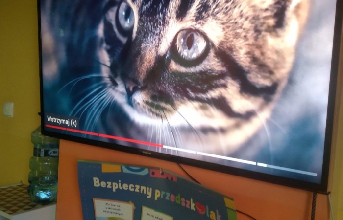 Dzień Kota - grupa Słoneczka