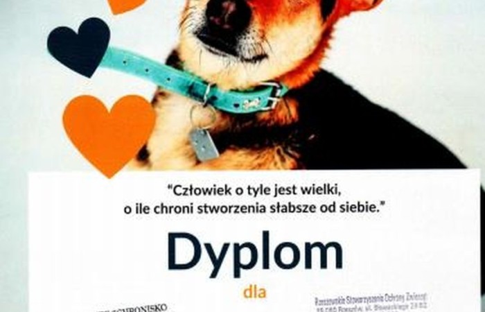 Zbiórka karmy – podsumowanie